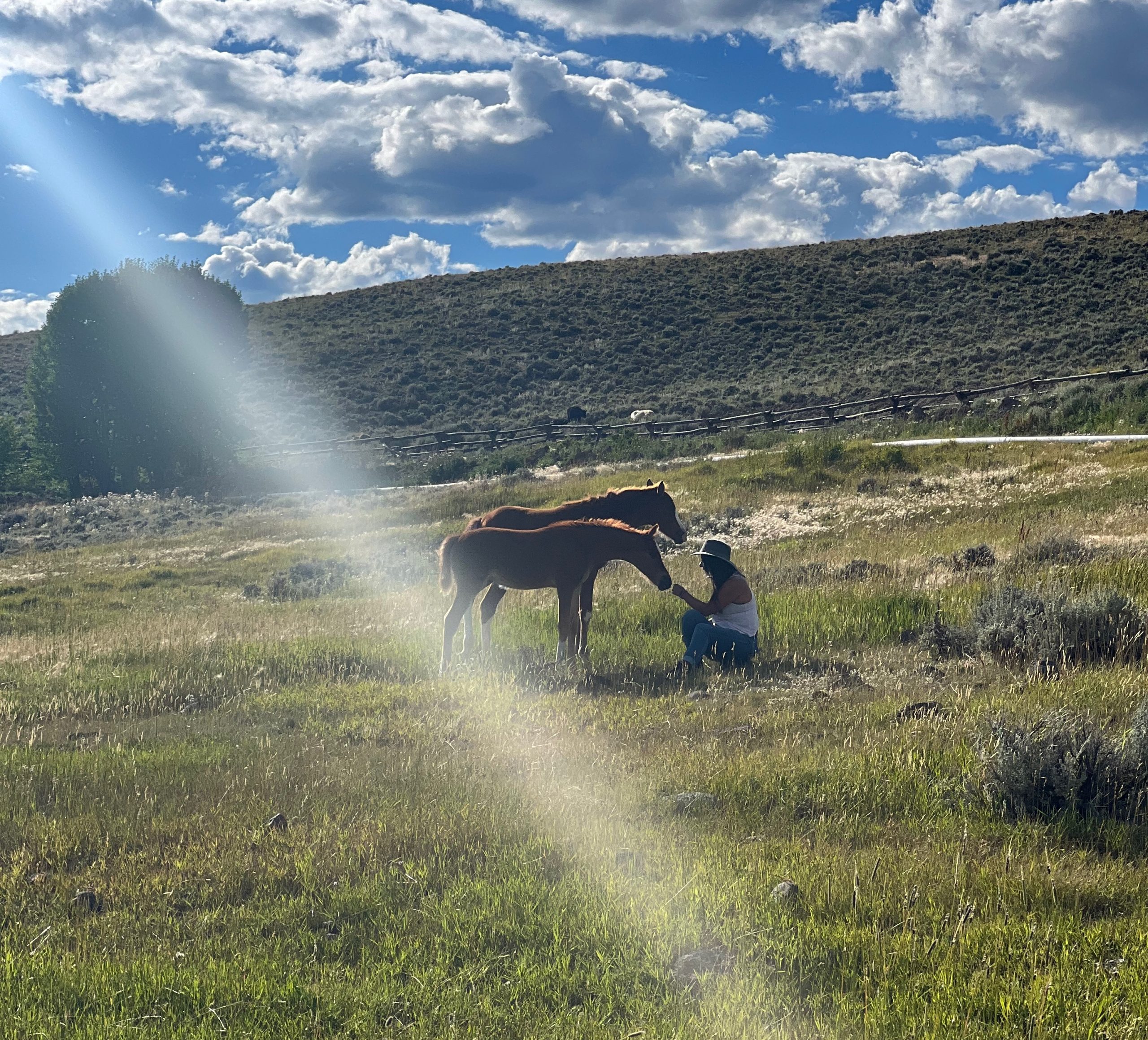 Visiting with Foals in the Field at Bitterroot Ranch