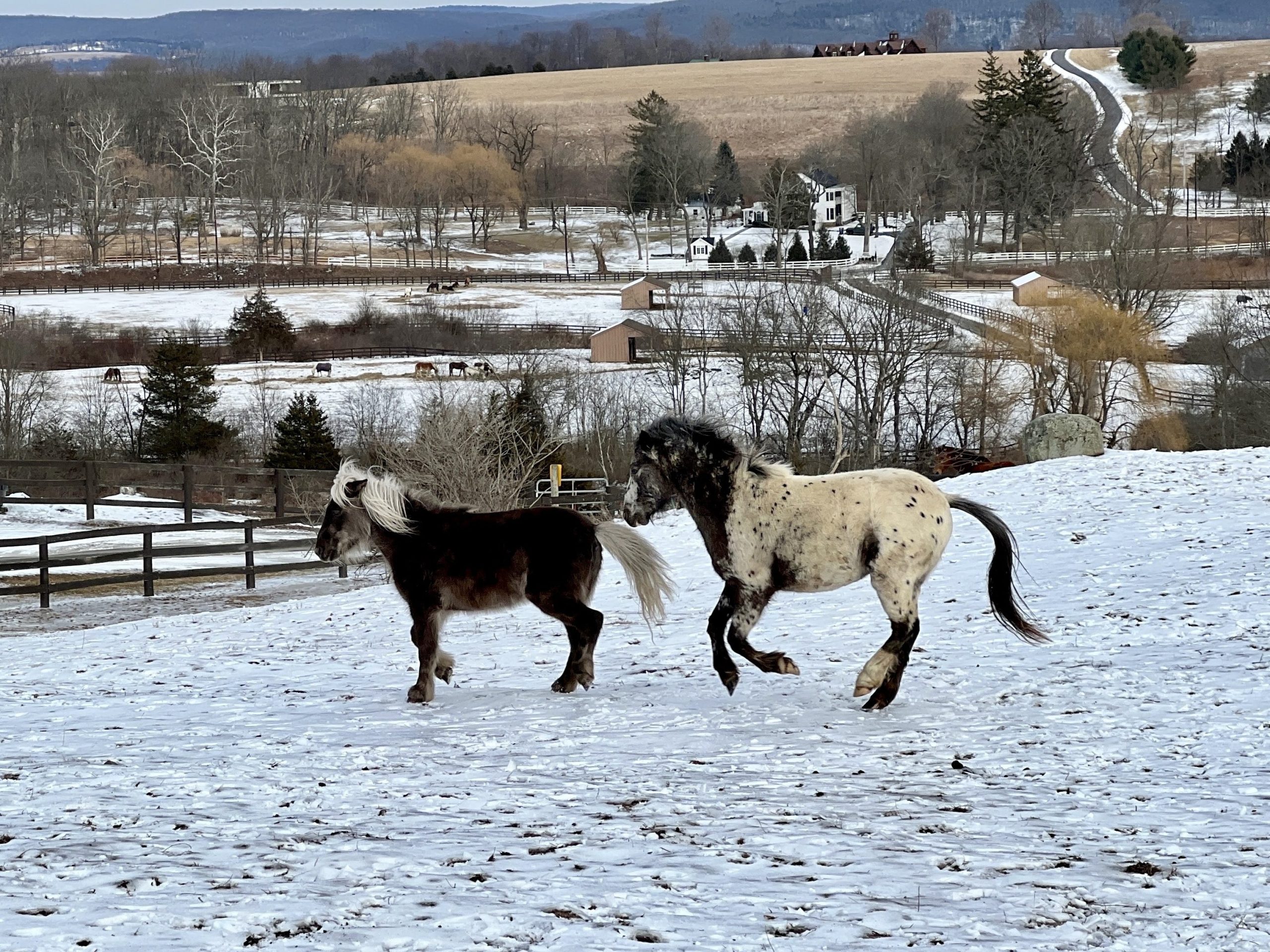 One mini horse and one pony playing in the snow